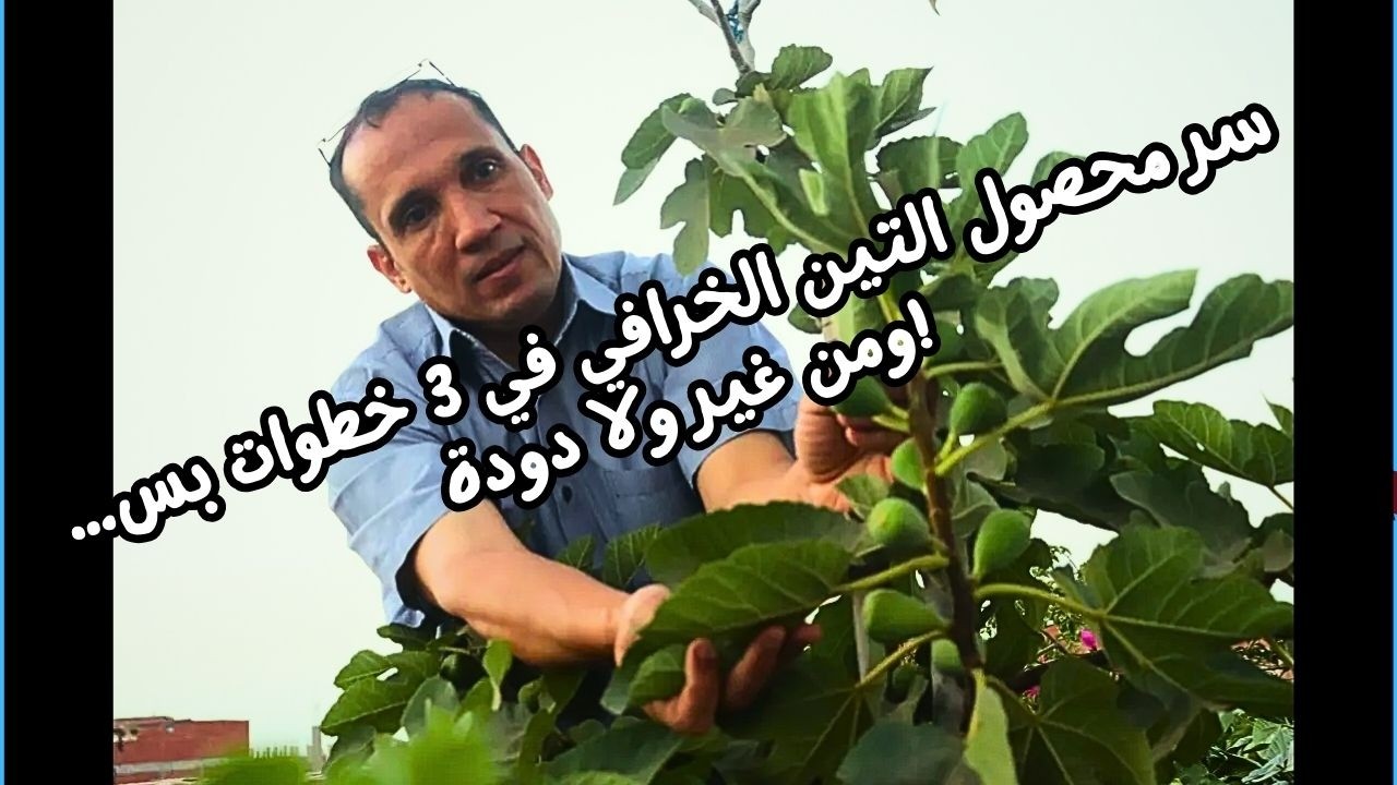 هعلمكم بـ 3 خطوات سهلة لشجرة التين هتاخد ثمار كثيرة وذات احجام كبيرة وبدون دود : Cultivation of figs