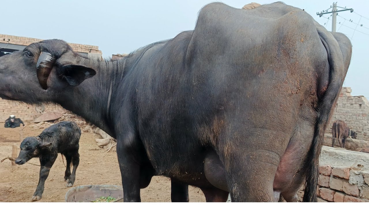 buffalo Neeli beautiful buffalo Neeli Ravi for sale location Arif wala ...