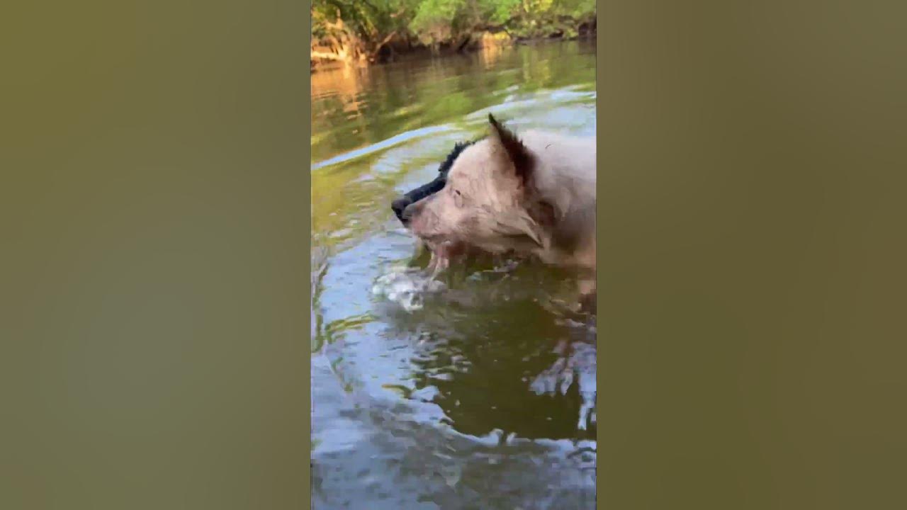 Someone Broke The Roof Of The Otters' Ark Again - YouTube