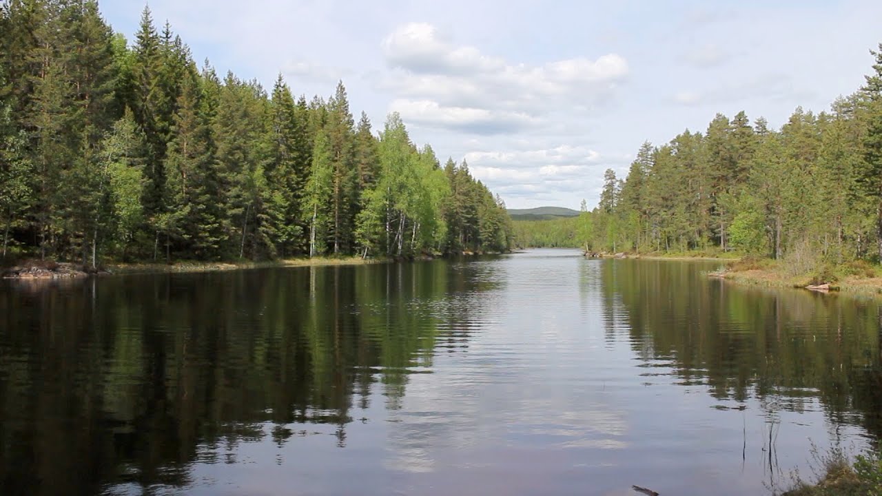 ASMR Walking Out In Nature Sounds | The Woods |  Occasional  Whisper