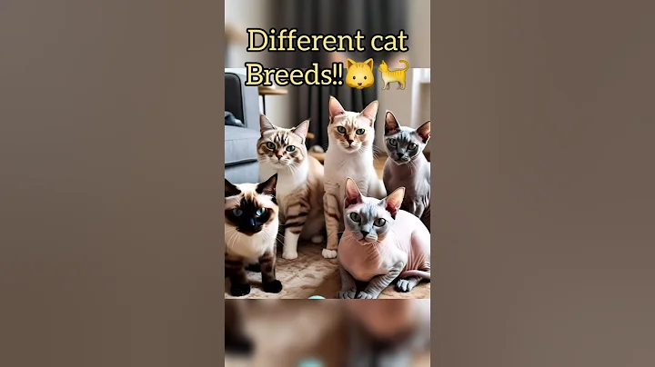 Video 6295931: siamese persian maine coon, breeds persian cats siamese, breeds persian cat bengal, maine coon cats sphynx, sphynx cat munchkin, siamese cat feline, munchkin cat pet, persian cat domestic