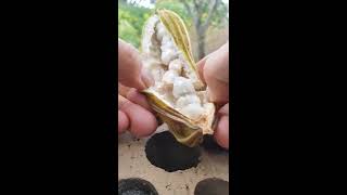 Ice Cream Beans in Melbourne