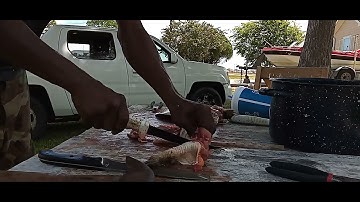 cleaning softshell turtle viewer discretion advised