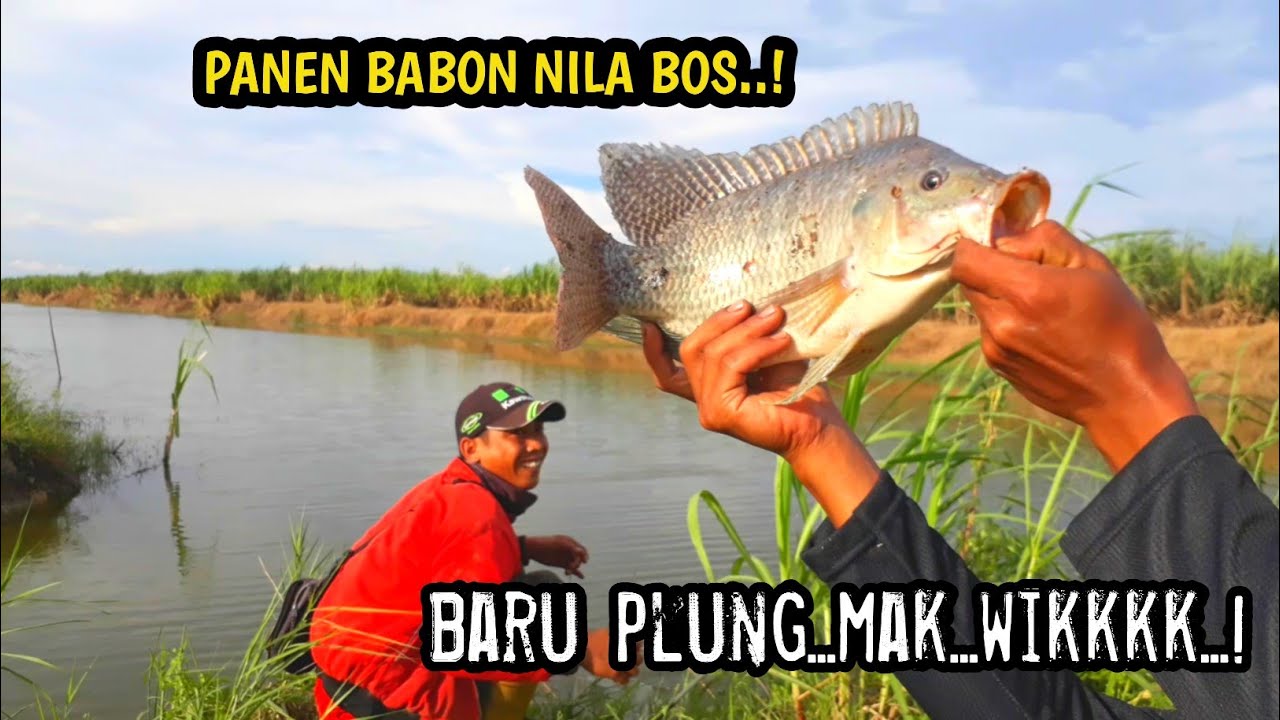mancing ikan nila babon di spot air payau panen sampai di pikul