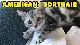 Mengenal American Shorthair, Ras Kucing Berbulu Pendek yang Lucu  American Shorthair Cat