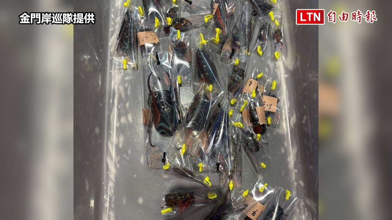金門小三通又抓到活體走私! 隨身行李藏248隻甲蟲 X光一掃活逮 金門小三通又抓到活體走私! 隨身行李藏248隻甲蟲 X光一掃活逮