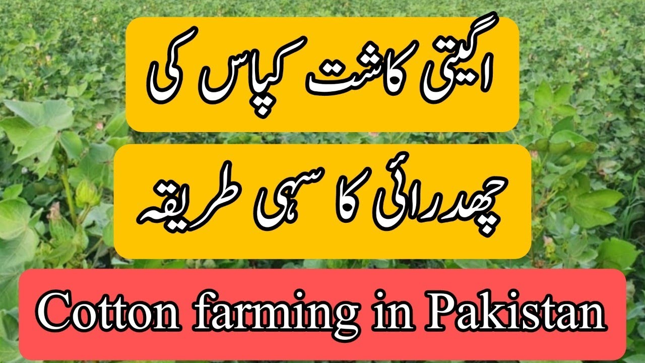Cotton farming in Pakistan کپاس کی چھدارائی کا طریقہ farming 