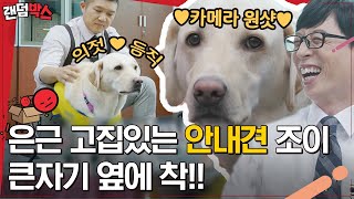 [#랜덤박스] 유퀴즈온더블럭을 통해 알아본 알아두면 좋은 안내견 조이의 TMI🐶 나는 사람들이 너무 좋다개❤️ | #유퀴즈온더블럭 #Diggle