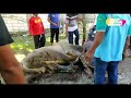 Sapi Ngamuk Saat Mau Disembelih || Hewan Qurban 2021/1442 H