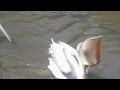 Pelican trying to swallow a duck!