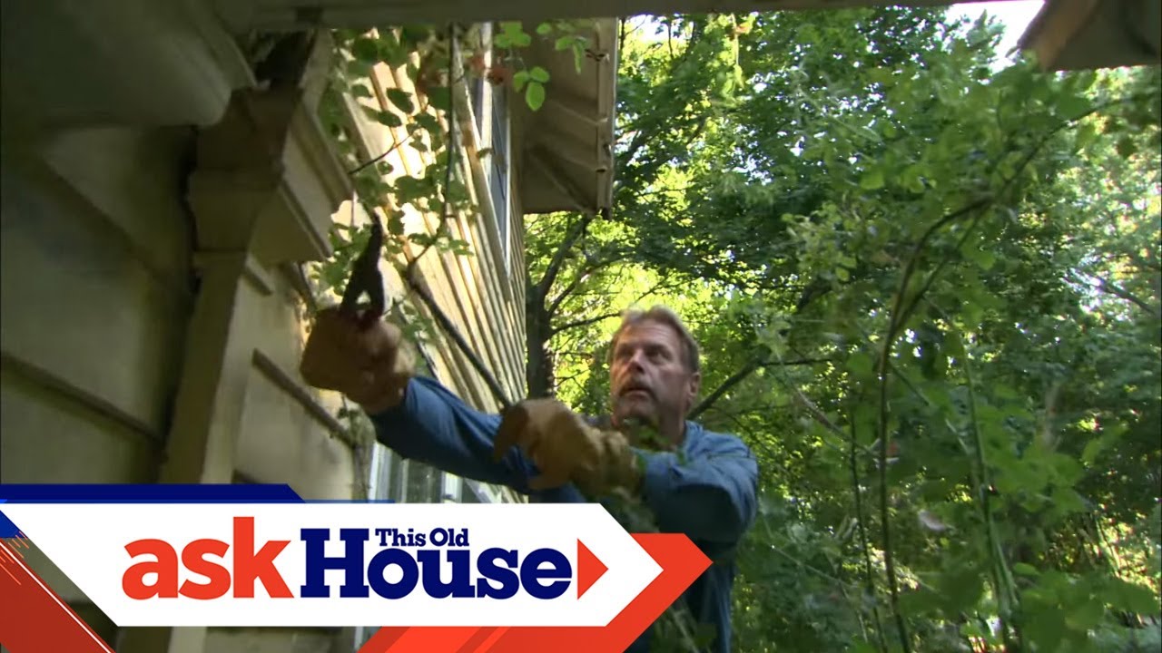 How to Temporarily Transplant a Rose | Ask This Old House - YouTube