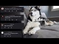My Husky Responds To Mean Comments..