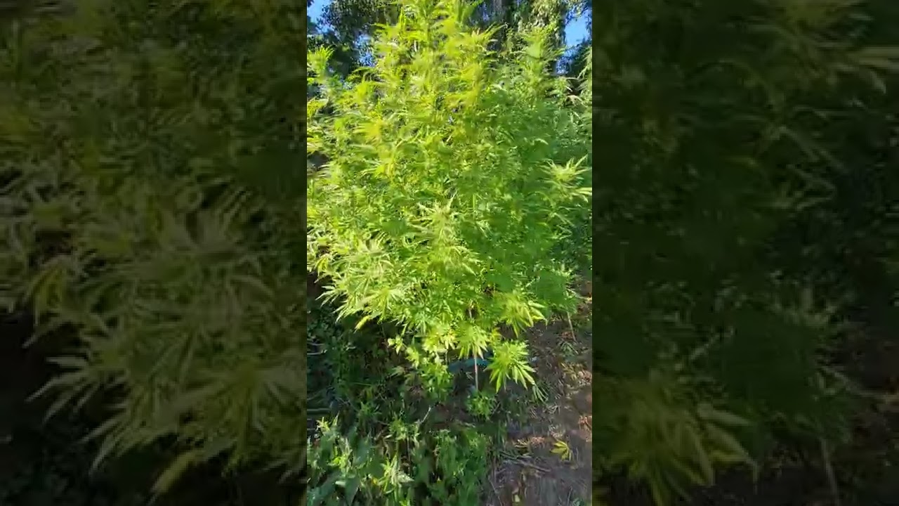 real gorilla seeds site update