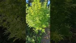 real gorilla seeds site update
