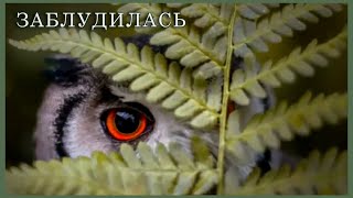 ОСЕНЬ. Лесные прогулки - Заблудилась Принцесса В Лесу ОСЕНЬ. Лесные прогулки - Заблудилась Принцесса В Лесу