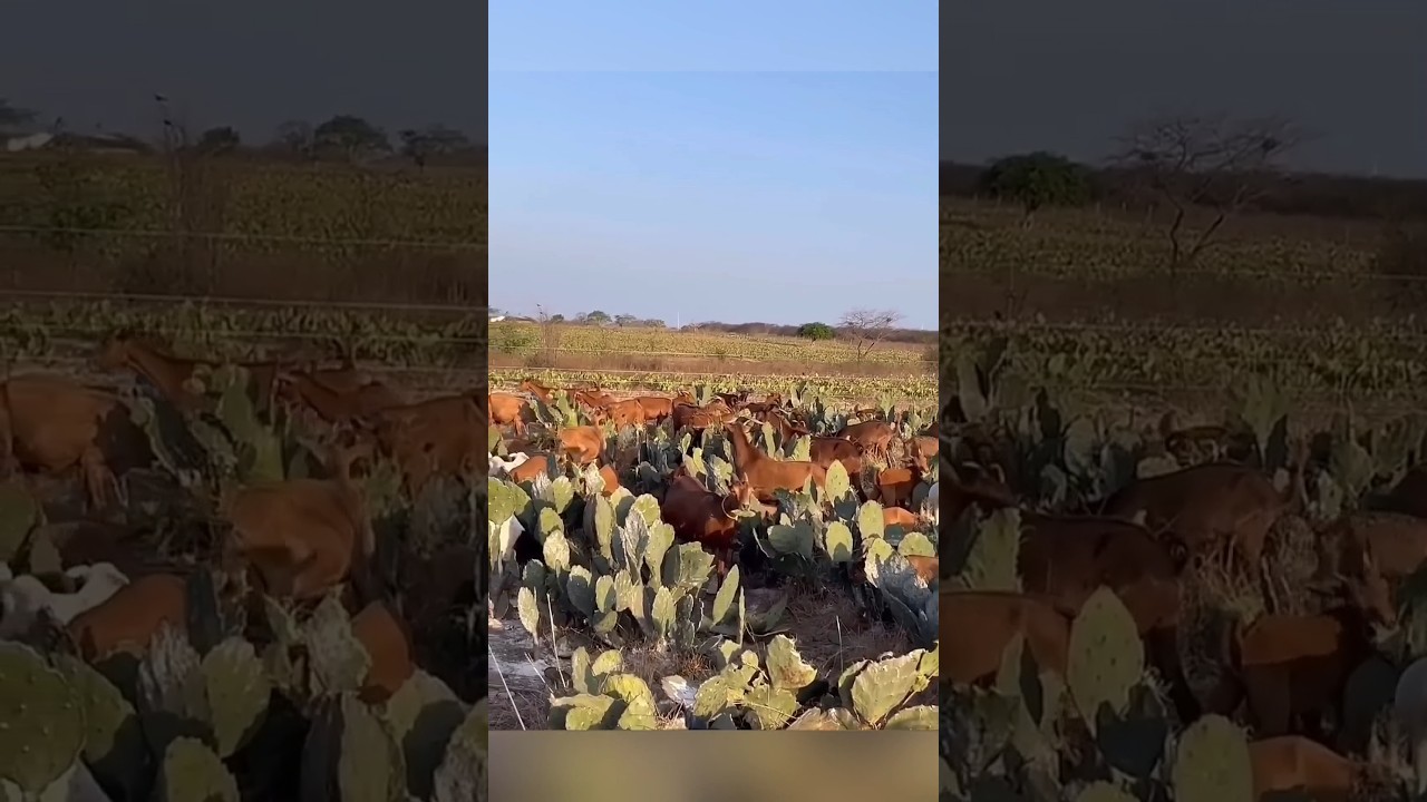 Как кактусы выживают в пустынях 🤔