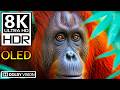 8K HDR 120FPS: UNREAL Jungle Predators in Dolby Vision (8K/4K Video TV)