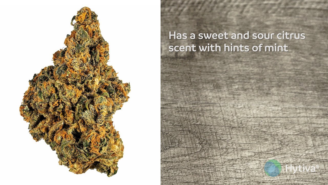 Strain Review: Mojito