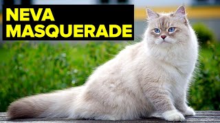 Neva Masquerade Cat: Breed & Personality // Planet Of The Cats