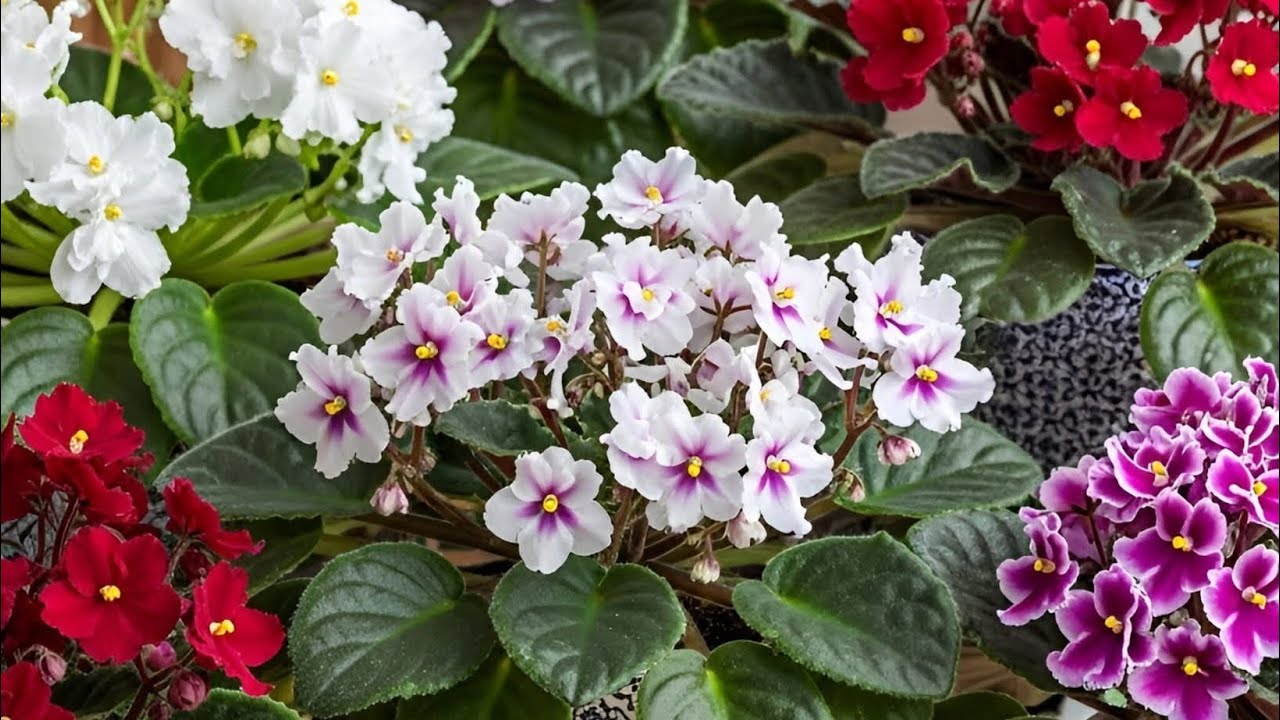 🔥Sıfır Maliyetle Büyüleyici Menekşeler: Limon Kabuğu Mucizesi!"