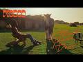 Pigeon - Black James Dean (Official Video)