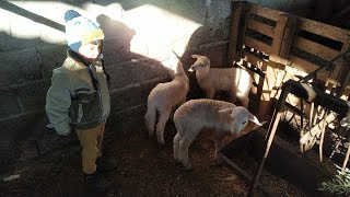 Komik Kuzu - Koyun Videoları Mi̇ni̇k Kuzular