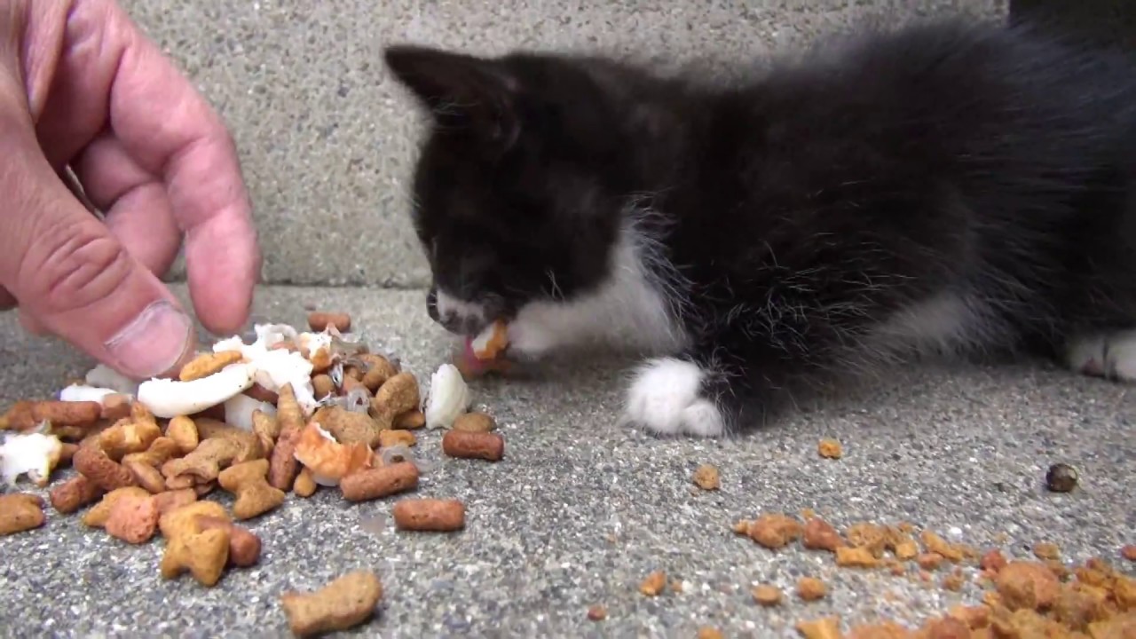 ２０１８年　白黒ちゃん　１０　( 『うまうまうま ♪』  )