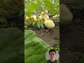 Goslings Working In The Field #Farming #Efficiency #WorkProcess