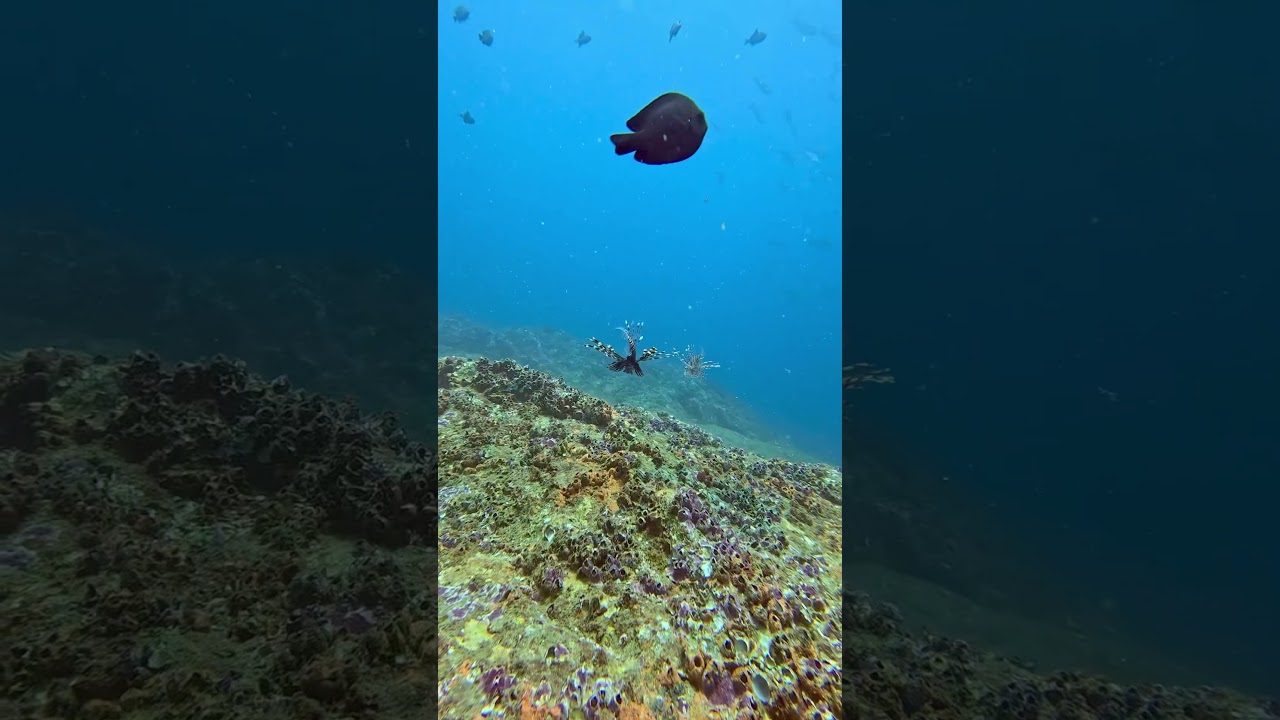“There’s beauty in danger. Watch this lionfish move with fierce elegance.”