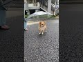 傘をさして遠吠えするハナ🐶