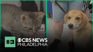 Meet Voorhees Animal Orphanage's pets you can adopt on National Adopt a Shelter Pet Day