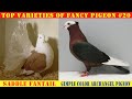 Top varieties of fancy pigeon 20