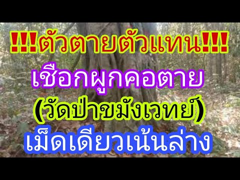 เลขเด็ดปู่วัดป่า(สายขมังเวทย์)1/12/64