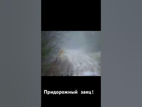 Заяц бегун🐇 - YouTube