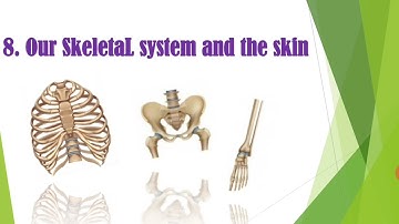 std 6th Science chapter 8. Our Skeletal  system  and  the Skin (Part 1)