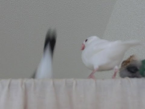 Java sparrows 桜文鳥 文鳥も木から落ちる！？ 文鳥動画