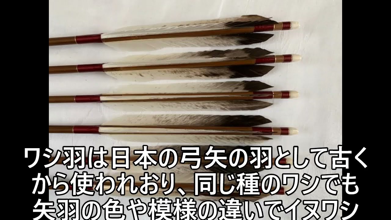 ハイボール様専用（弓道 竹矢 熊鷲） 弓道 竹矢 熊鷲羽 4本組 - メルカリ