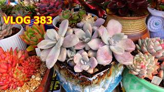 SUCCULENTS That LOVE WET & COLD | VLOG #383 - Growing Succulents With LizK