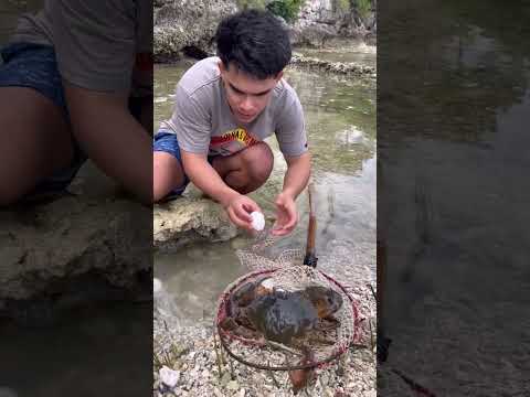 nag itlog na alimango #fishing