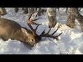 Deer Hunting 2012: 170+  Monster Buck while pushing bush!