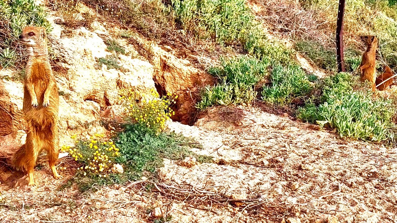 MONGOOSES GUARD SUDDENLY STANDING UP ☆ MONGOOSE MAGIC MOMENTS