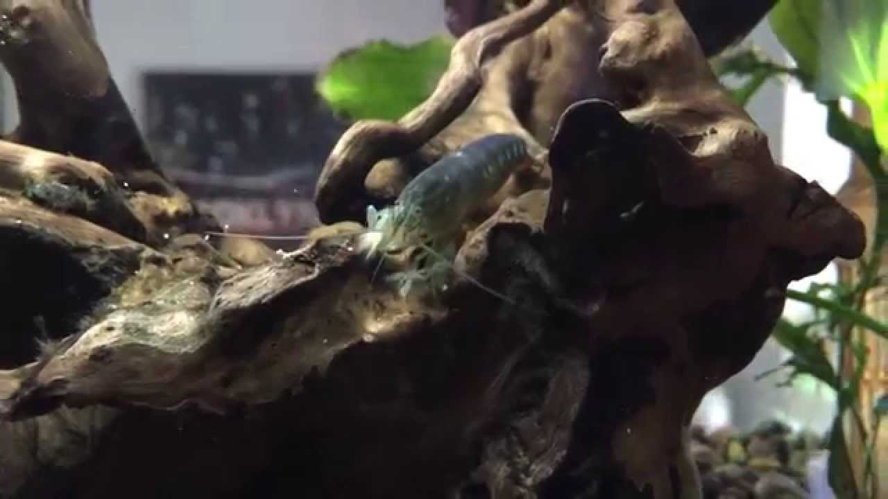 Crayfish and vampire shrimp eating