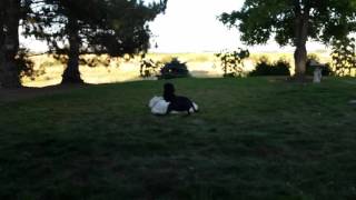 Dog martial arts