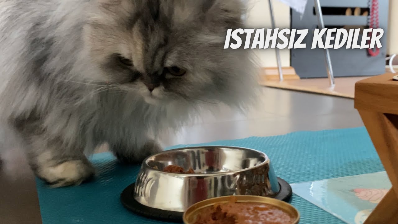 Kedilerde iştahsızlık sebepleri ve çözümleri 🐾