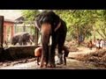 Guruvayoor Valiya Kesavan, Elephant Whatsapp Status Video Download Free