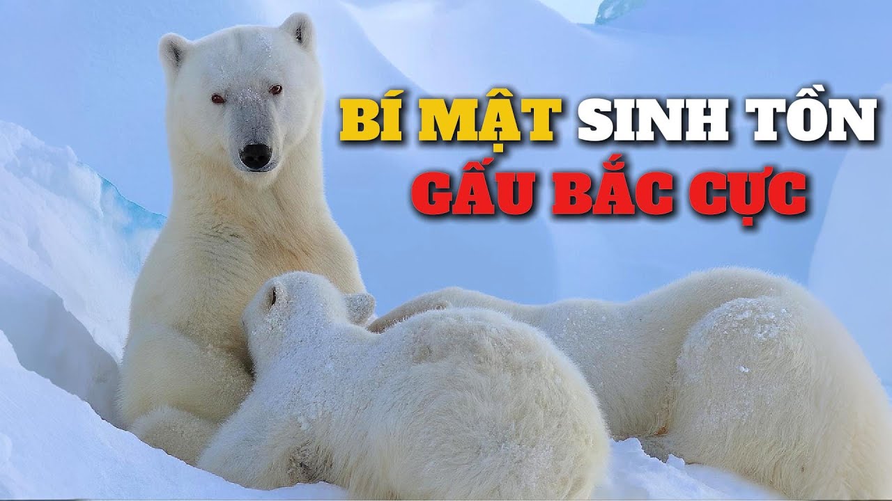 Thế giới động vật | Gấu Bắc Cực và vòng đời nghiệt ngã.