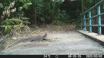 Otter & Monitor Lizard - Caught on Trailcam