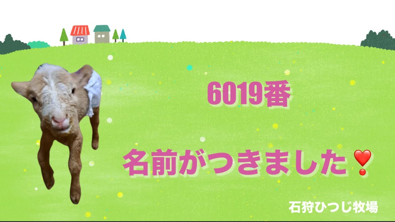 Ishikari Sheep Farm] Lamb No. 6019 has been named! - YouTube