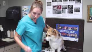 How to Give Your Pet Eye Medication