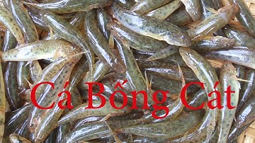 Nuôi cá bống cát lợi nhuận cao